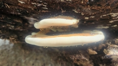 Ischnoderma resinosum