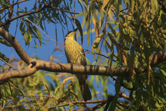 Gavicalis versicolor