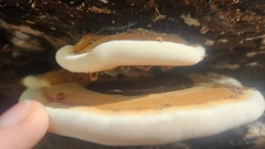 Ischnoderma resinosum