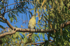 Gavicalis versicolor