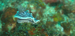 Chromodoris willani