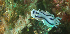 Chromodoris willani