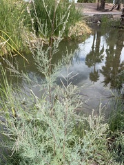 Tamarix chinensis