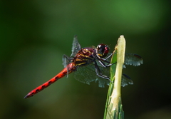 Orthemis biolleyi