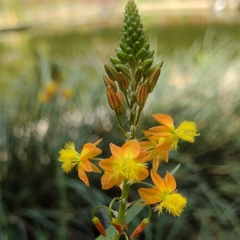 Bulbine frutescens
