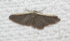 Idaea costaria