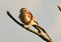Emberiza capensis