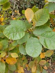 Cotinus coggygria