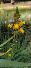Bulbine frutescens