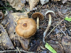 Telamonia