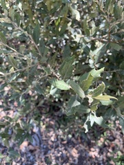 Quercus hypoleucoides
