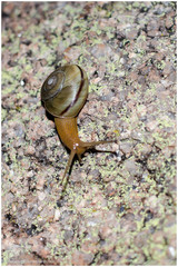 Epiphragmophora puntana