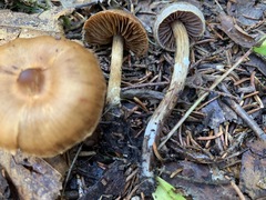 Telamonia