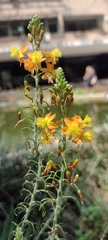 Bulbine frutescens