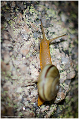 Epiphragmophora puntana