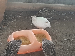 Coturnix