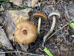 Telamonia