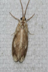 Lactura panopsia