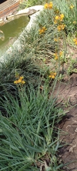 Bulbine frutescens