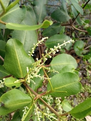 Laguncularia racemosa