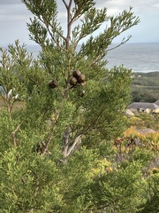 Widdringtonia nodiflora
