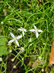 Moehringia muscosa
