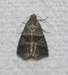Ozarba punctigera