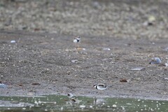 Elseyornis melanops
