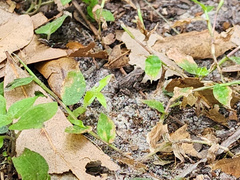 Eleutherodactylus planirostris