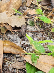 Eleutherodactylus planirostris