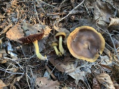 Cortinarius tinctorum
