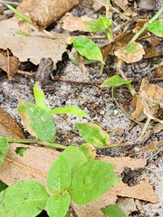 Eleutherodactylus planirostris