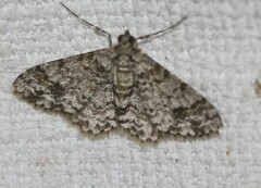 Myrioblephara desumpta