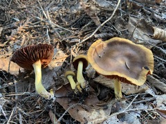 Cortinarius tinctorum
