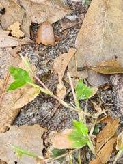 Eleutherodactylus planirostris