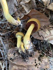 Cortinarius tinctorum