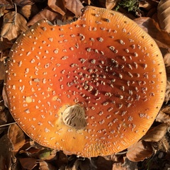 Amanita muscaria