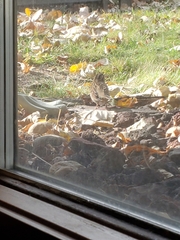 Zonotrichia albicollis