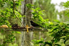 Icterus pyrrhopterus
