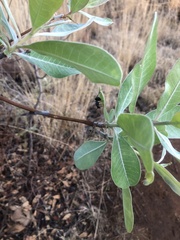 Polyrhachis militaris