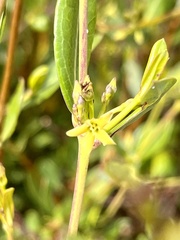 Cryptolepis