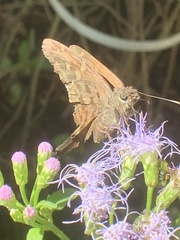 Eudamini