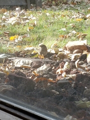 Zonotrichia albicollis