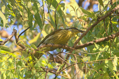 Gavicalis versicolor