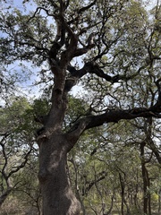 Quercus fusiformis