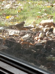 Zonotrichia albicollis