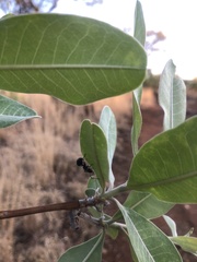 Polyrhachis militaris