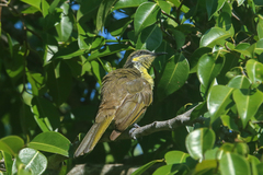 Gavicalis versicolor