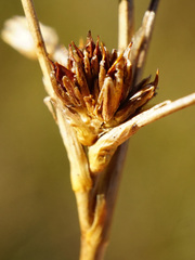 Juncus subnodulosus