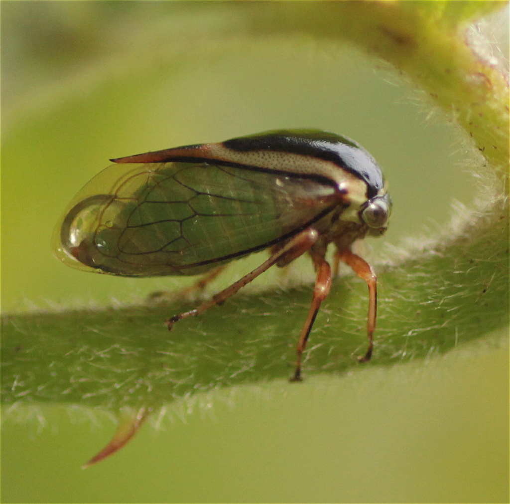 Micrutalis balteata